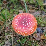 빌라 Mazurski Oddech *