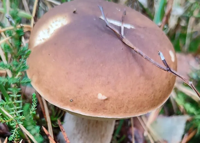 Mazurski Oddech Villa *