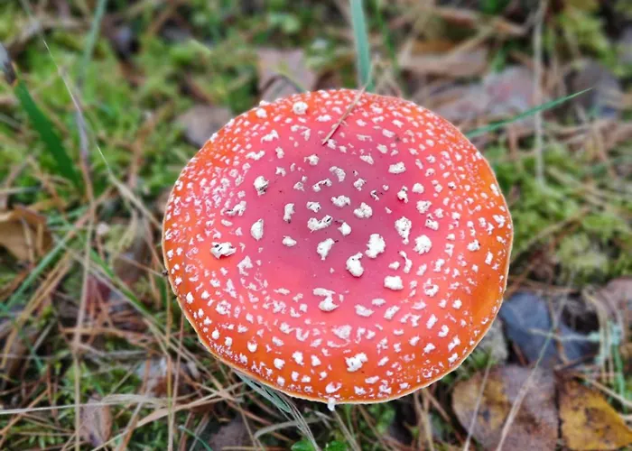 Villa Mazurski Oddech *